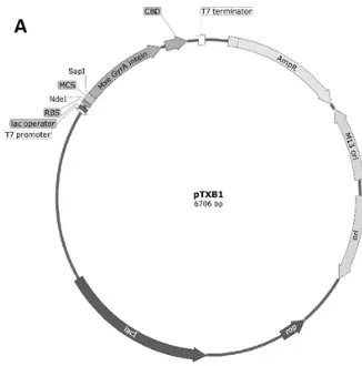 PTXB1 TN5 Plasmid