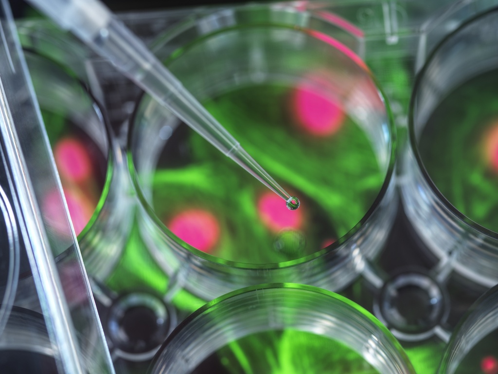 NK1 Tachykinin Receptor Cell Line