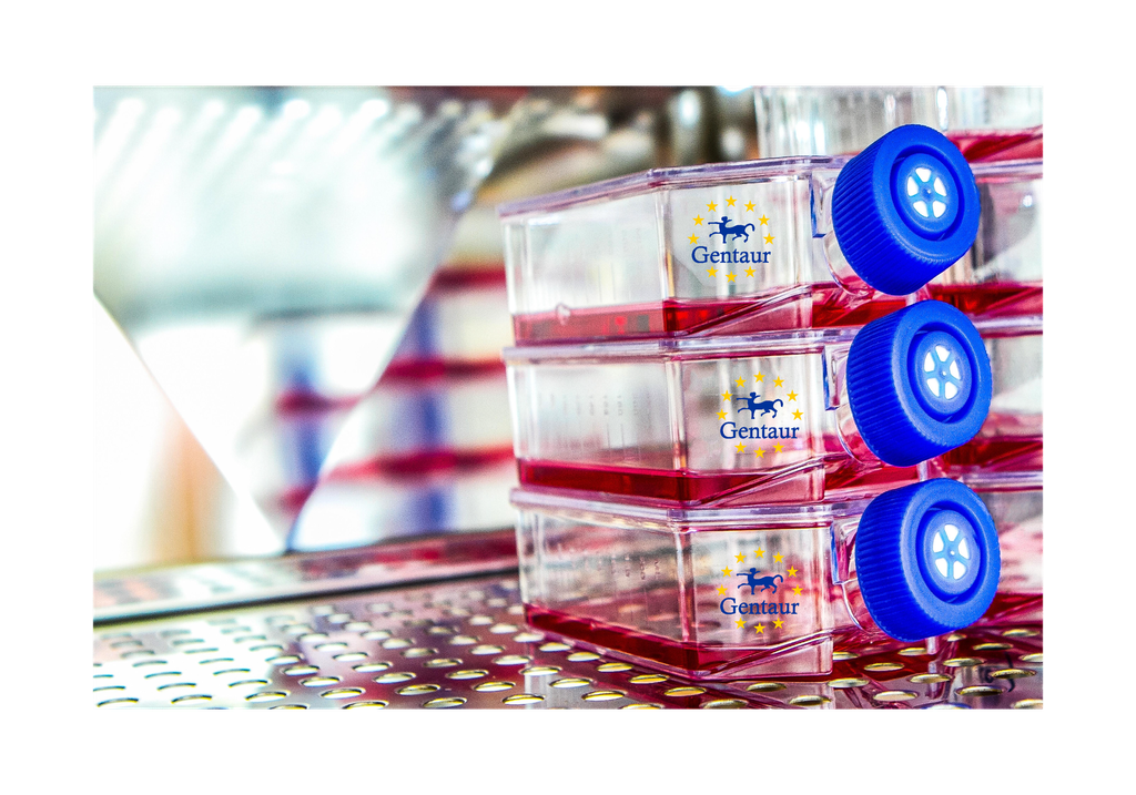 Primary NDF Cell, Rabbit