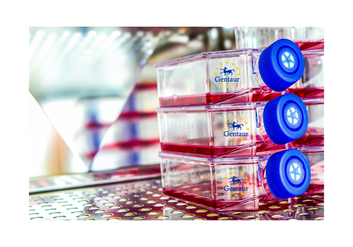 [GEN-CSI006Rb01-500k] Primary AEC Cell, Rabbit